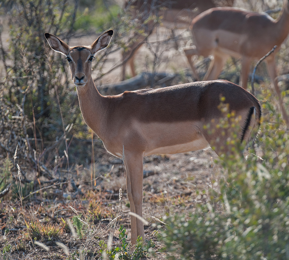 Madikwe Game Reserve Impala Female